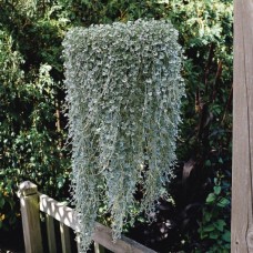 Дихондра СИЛЬВЕР СЕРФЕР